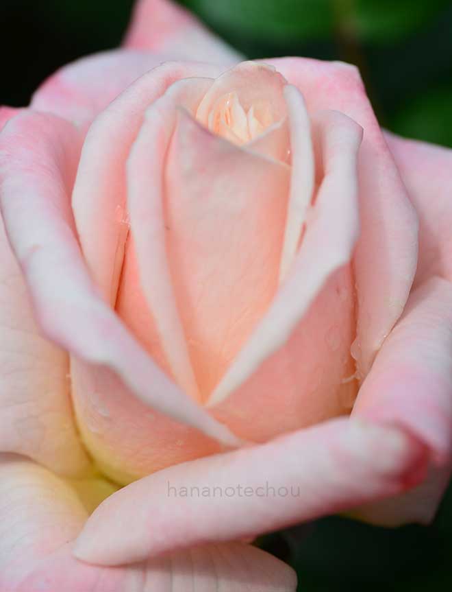 バラ フレンド ソニア｜花の手帖の薔薇図鑑