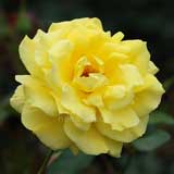 バラ サンスプライト|花の手帖の薔薇図鑑