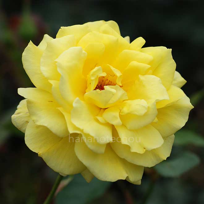 バラ フリージア｜花の手帖の薔薇図鑑