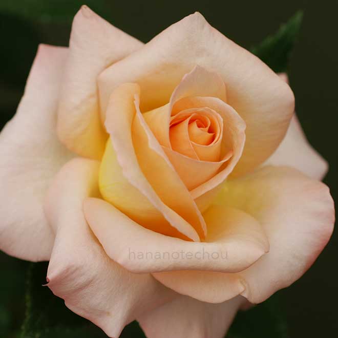 バラ フロージン|花の手帖の薔薇図鑑