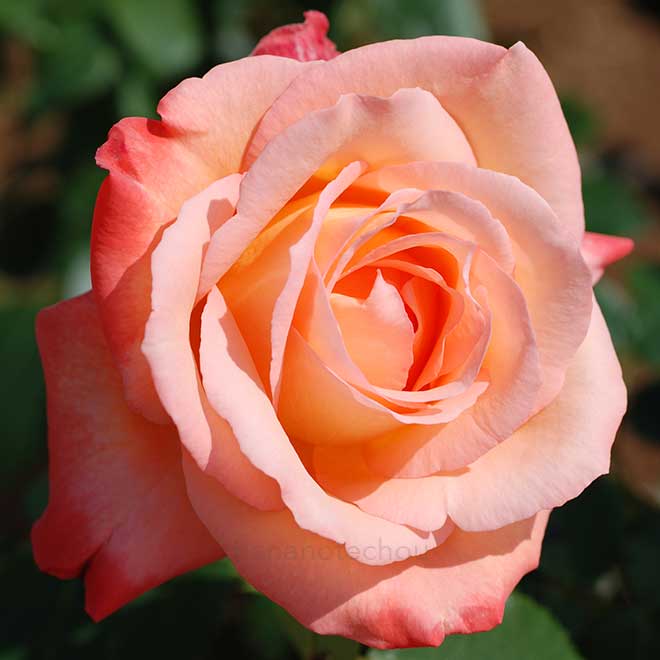 バラ フロージン|花の手帖の薔薇図鑑