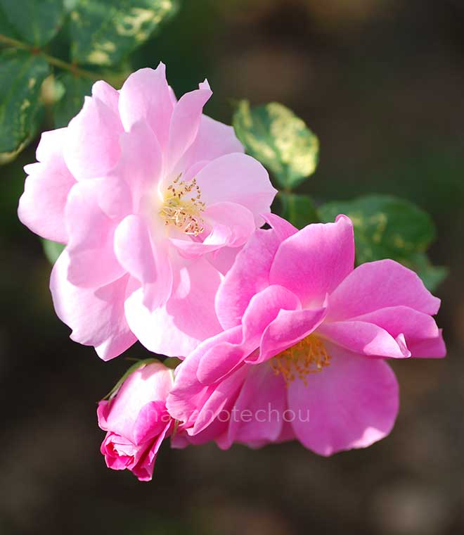 バラ フロリック｜花の手帖の薔薇図鑑