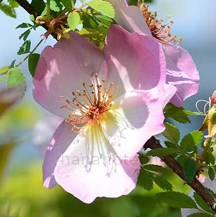 バラ ピカデリー|花の手帖の薔薇図鑑