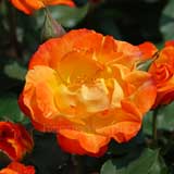 バラ ふれ太鼓｜花の手帖の薔薇図鑑