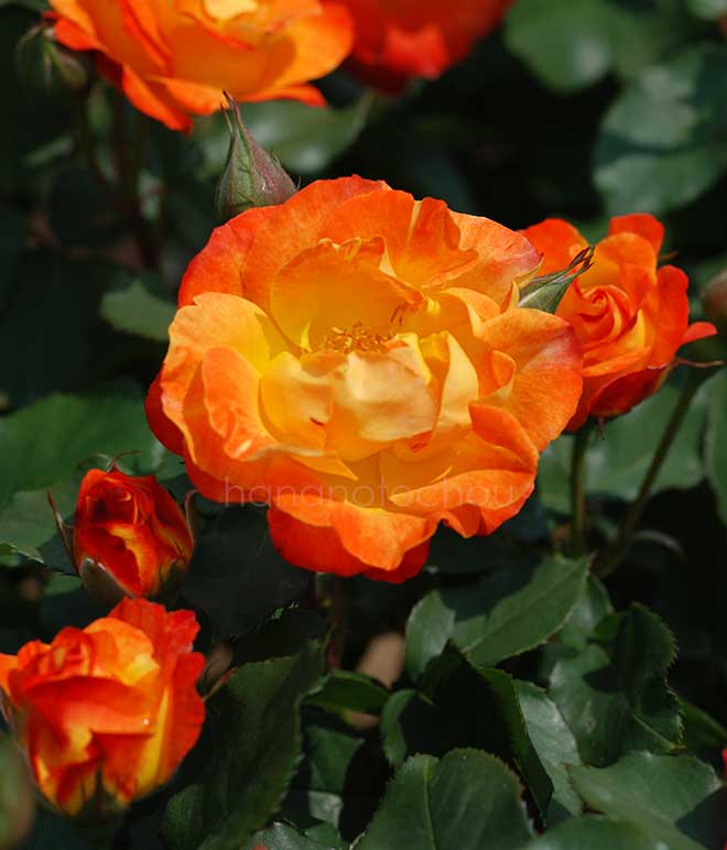 バラ ふれ太鼓｜花の手帖の薔薇図鑑