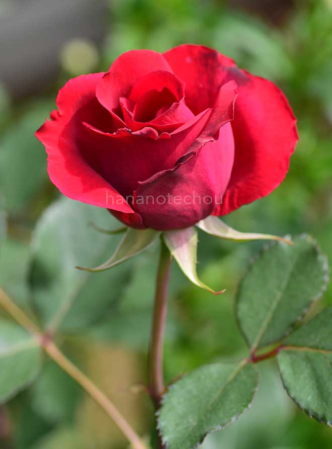 バラ ハドレー｜花の手帖の薔薇図鑑