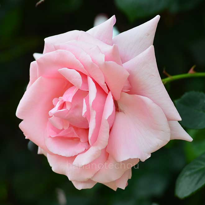 バラ 羽衣｜花の手帖の薔薇図鑑