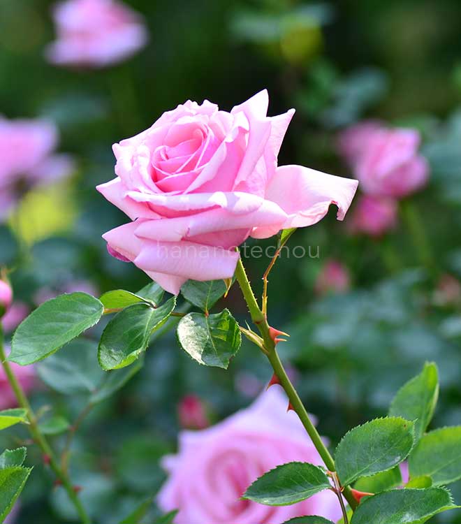 バラ 羽衣｜花の手帖の薔薇図鑑