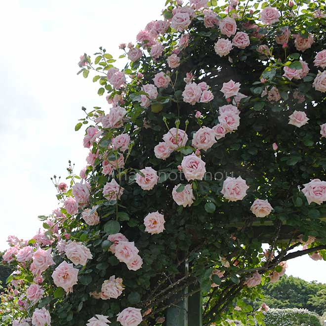 バラ 羽衣｜花の手帖の薔薇図鑑