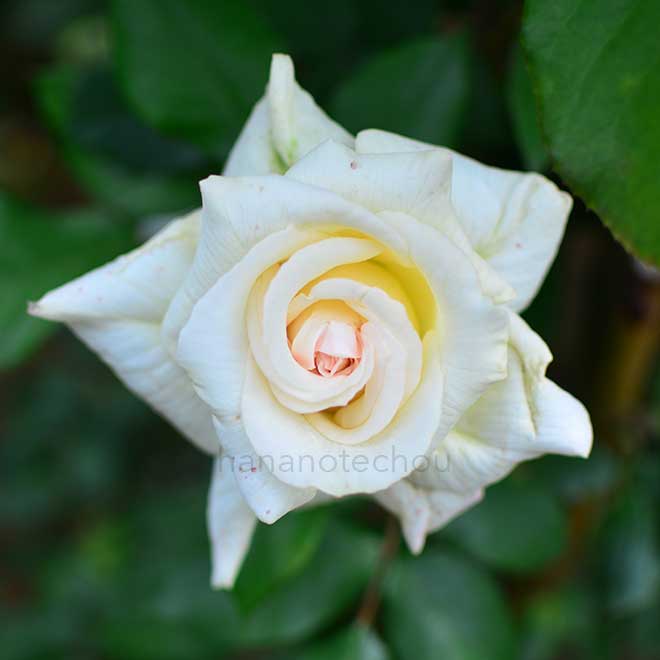 バラ 白鳥｜花の手帖の薔薇図鑑
