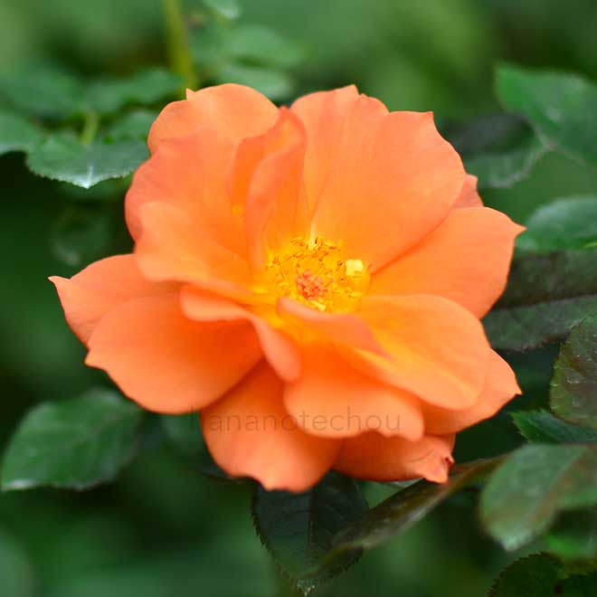 バラ ハレ｜花の手帖の薔薇図鑑