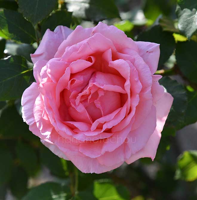 バラ はまみらい｜花の手帖の薔薇図鑑