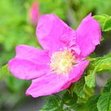 バラ ロサルゴサ｜花の手帖の薔薇図鑑