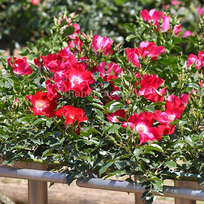 バラ ハンブルガー フェニックス|花の手帖の薔薇図鑑