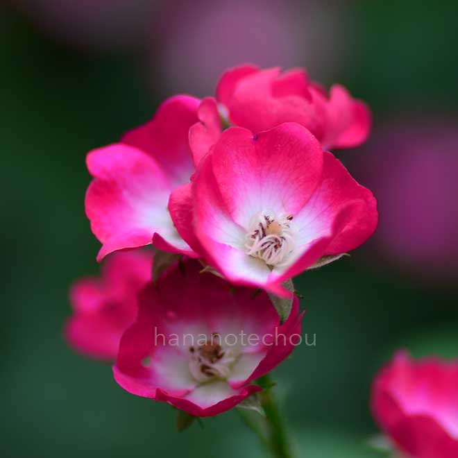 バラ はな｜花の手帖の薔薇図鑑
