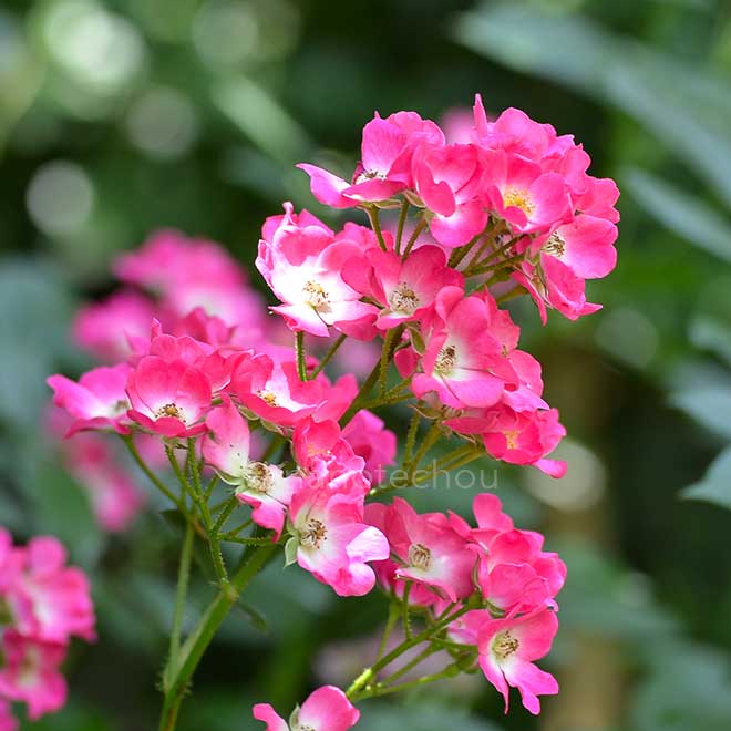 バラ はな｜花の手帖の薔薇図鑑