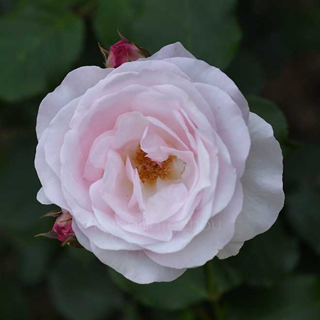 バラ 花ぼんぼり｜花の手帖の薔薇図鑑