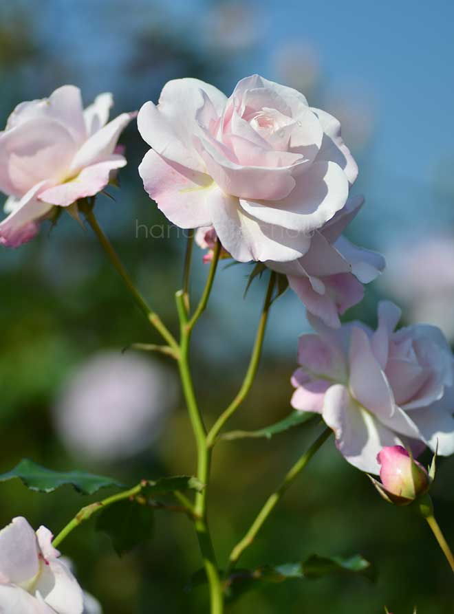 バラ 花ぼんぼり｜花の手帖の薔薇図鑑