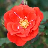 バラ 花房｜花の手帖の薔薇図鑑