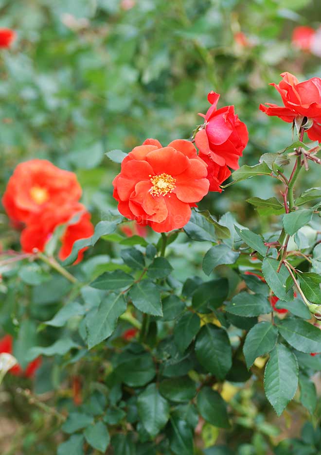 バラ 花房|花の手帖の薔薇図鑑