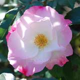 バラ 花霞｜花の手帖の薔薇図鑑