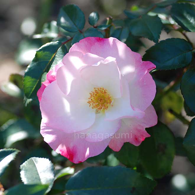 バラ 花霞|花の手帖の薔薇図鑑