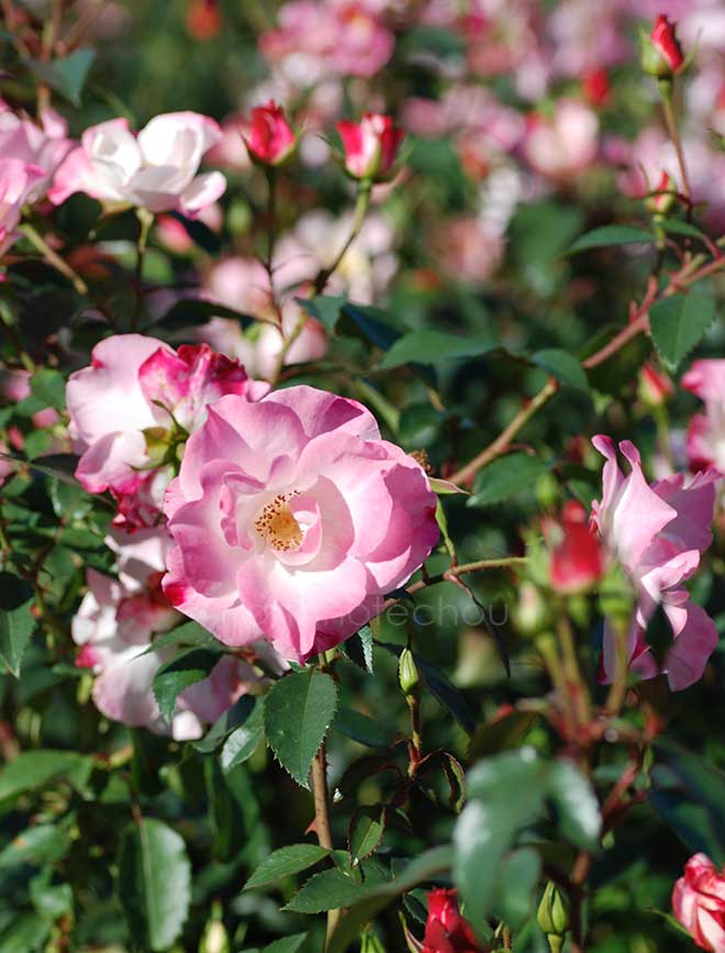 バラ 花霞|花の手帖の薔薇図鑑