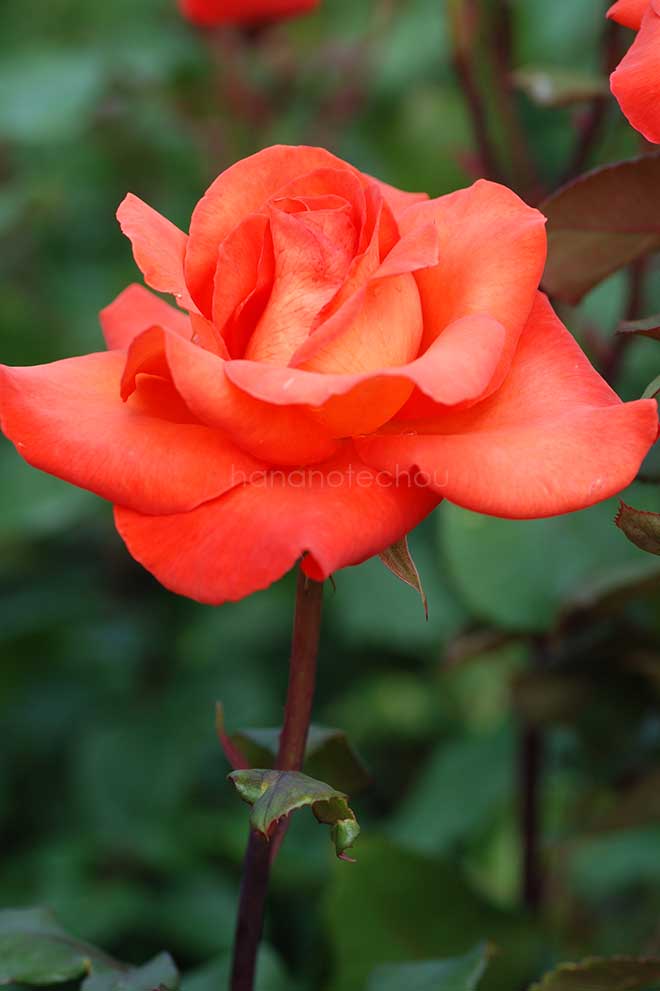 バラ 花かがり｜花の手帖の薔薇図鑑