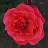 バラ 花籠｜花の手帖の薔薇図鑑