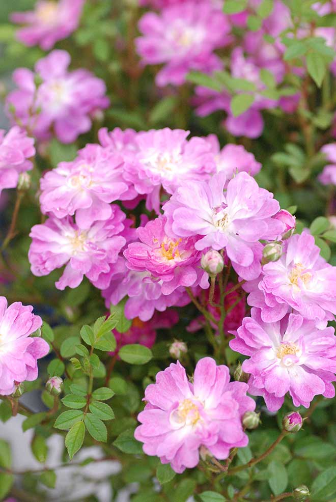 バラ 花祭り|花の手帖の薔薇図鑑