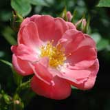 バラ 花見川|花の手帖のバラ図鑑