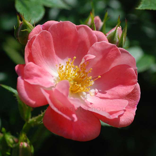 バラ 花見川｜花の手帖の薔薇図鑑