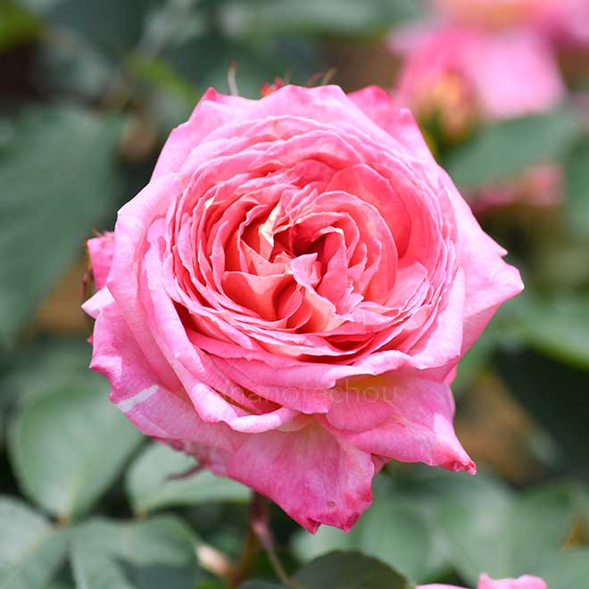 バラ 花山吹
|花の手帖の薔薇図鑑