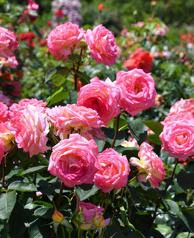 バラ 花山吹
|花の手帖の薔薇図鑑