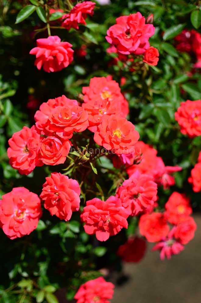 バラ ハンド イン ハンド|花の手帖の薔薇図鑑