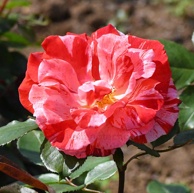 バラ ハンキー パンキー｜花の手帖の薔薇図鑑