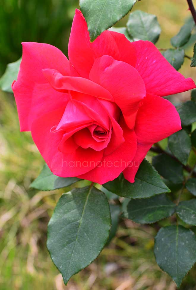 バラ ハンネ
｜花の手帖の薔薇図鑑