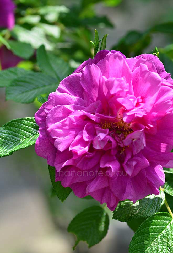 バラ ハンザ｜花の手帖の薔薇図鑑