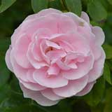 バラ ハンス ゲーネバイン｜花の手帖の薔薇図鑑