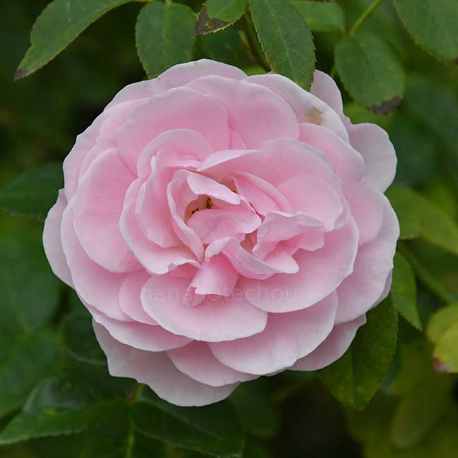 バラ ハンス ゲーネバイン｜花の手帖の薔薇図鑑