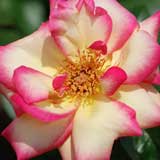 バラ ハッピーイベント｜花の手帖の薔薇図鑑