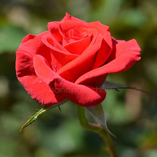 バラ ハッピー ルビー ウェディング｜花の手帖の薔薇図鑑