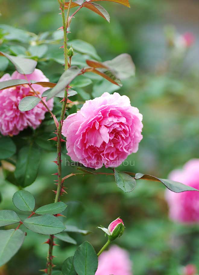 バラ ハーロウ カー｜花の手帖の薔薇図鑑