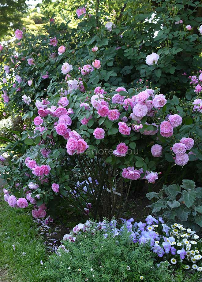 バラ ハーロウ カー｜花の手帖の薔薇図鑑