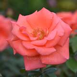 バラ ハーモニー｜花の手帖の薔薇図鑑