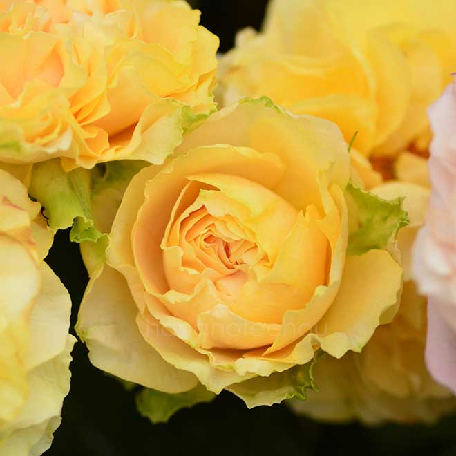 バラ ハープシコード｜花の手帖の薔薇図鑑