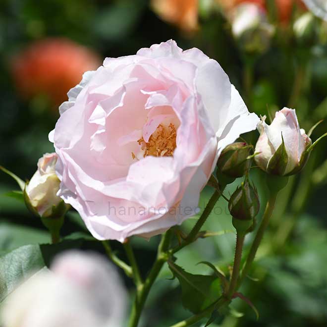 バラ 春色の風｜花の手帖の薔薇図鑑