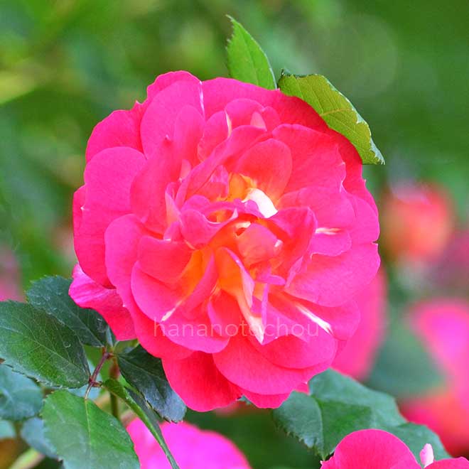 バラ 春風｜花の手帖の薔薇図鑑