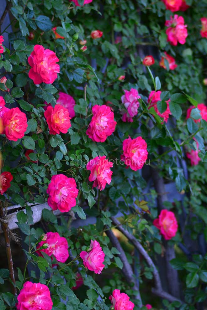 バラ 春風｜花の手帖の薔薇図鑑