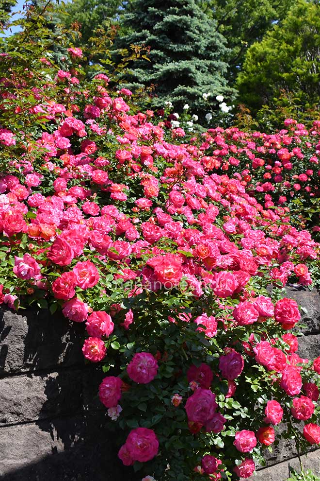バラ 春風｜花の手帖の薔薇図鑑